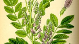 Zoethout (Glycyrrhiza glabra)