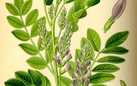 Zoethout (Glycyrrhiza glabra)