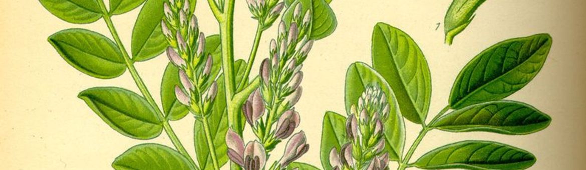 Zoethout (Glycyrrhiza glabra)