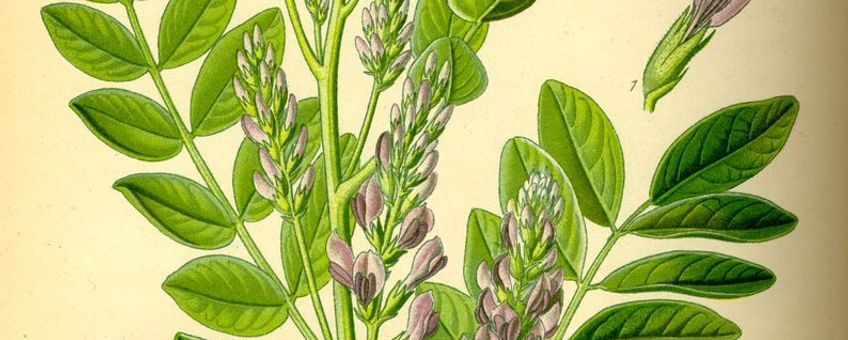 Zoethout (Glycyrrhiza glabra)