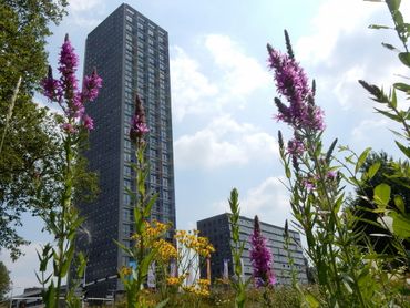 Ook 'downtown' kan er rekening worden gehouden met de natuur, zoals hier in Tilburg