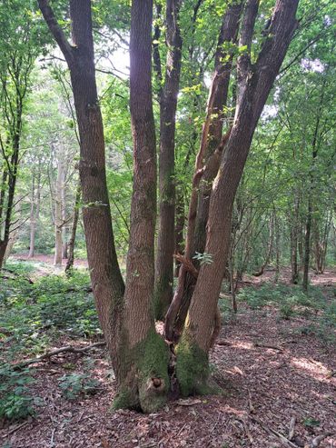 Eikenstoof van een mogelijk autochtone eik