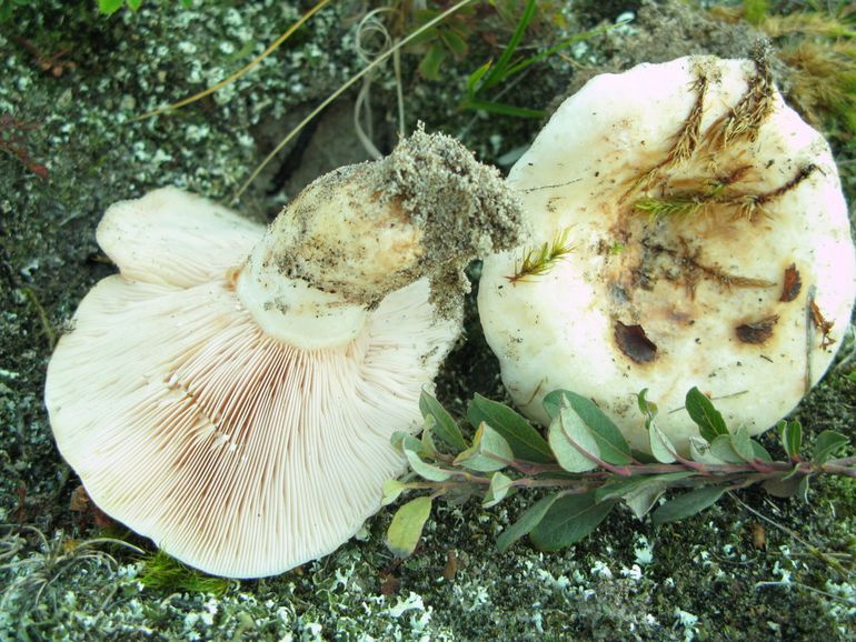 In de duinen bij Kruipwilg worden geregeld Populierenmelkzwammen gevonden