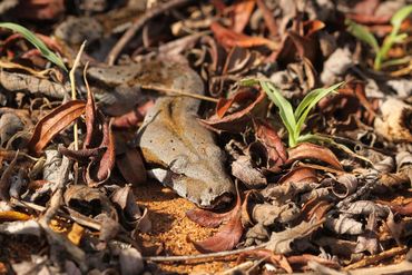 Boa constrictor hunting in foliage