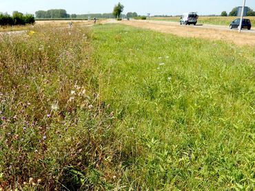 Bij kleurkeurbeheer blijft er bij iedere maaibeurt 15 tot 30% van de begroeiing staan, ook de laatste maaibeurt voor de winter