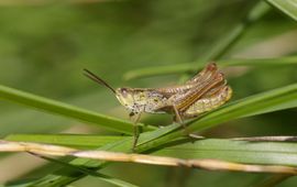 Locomotiefje (Chorthippus apricarius)