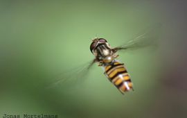 Jonas Mortelmans Episyrphus balteatus