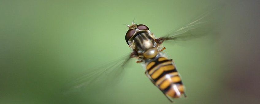 Episyrphus balteatus