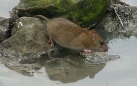 Erik Toorman bruine rat