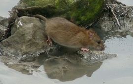 bruine rat