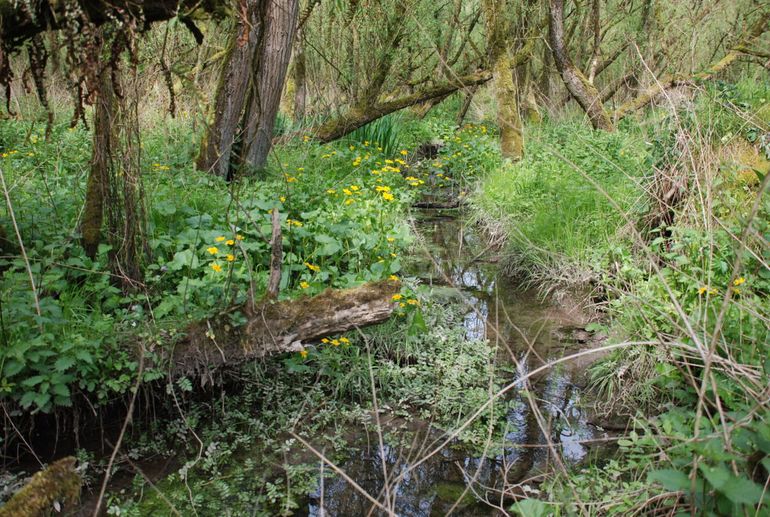 In het Ottergriend in de Sliedrechtse Biesbosch leven nog vrij grote aantallen Getijdeslakken. Met name de smalle kreekjes die door de wilgenvloedbossen meanderen zijn geschikte habitats