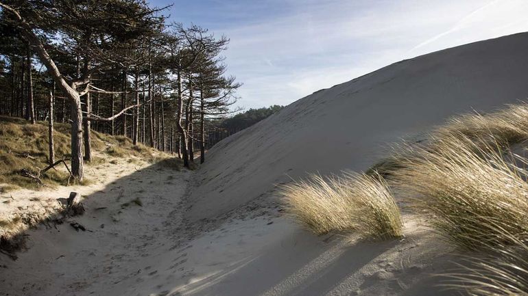 Vlak achter de kerf rolt het zand als een soort gletsjer het gebied in