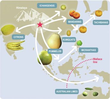 Himalaya als bron van het geslacht Citrus