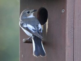 Ficedula hypoleuca. Bonte vliegenvanger