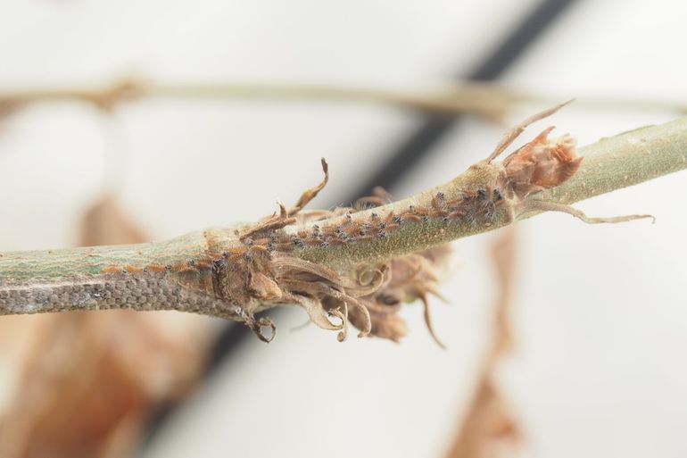 Ei-uitkomst van eikenprocessierups op de moseik (Quercus cerris) op 1 april 2024