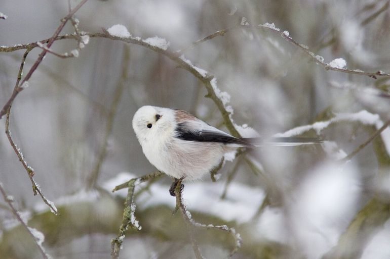 De witkopstaartmees heeft een helemaal witte kop