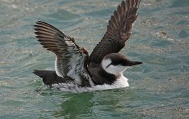 Ruud van Beusekom, Vogelbescherming Nederland Zeekoet (voor leadfoto)