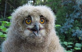 Gert Elbertsen, Vroege Vogels, eenmalig gebruik oehoe