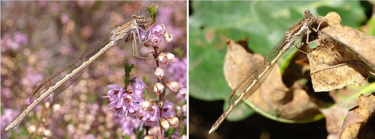 Noordse winterjuffer (links) en bruine winterjuffer (rechts).