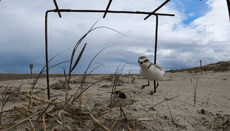 Nest strandplevier onder nestbeschermer