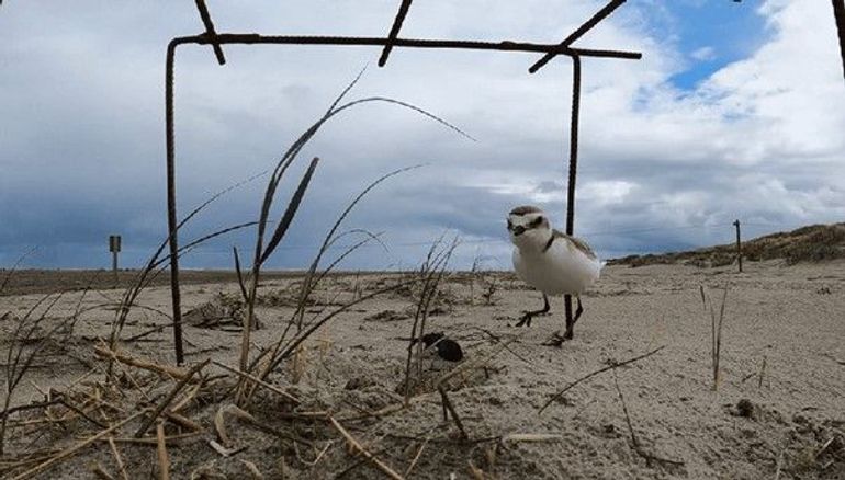 Nest strandplevier onder nestbeschermer