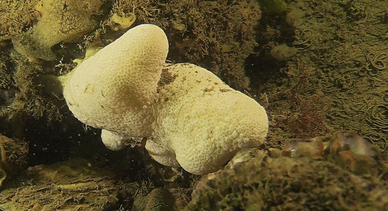 Een jonge kolonie Dodemansduim in de Oosterschelde. Bij dit exemplaar zijn de poliepen ingetrokken