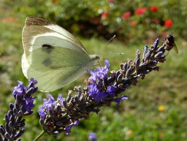 Lavendel, met een groot koolwitje en een zweefvlieg, is een van de planten waar Greenpeace sporen van verboden bestrijdingsmiddelen op vond