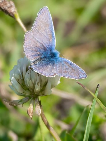 Het icarusblauwtje keerde terug op de BAM-akker in Velddriel