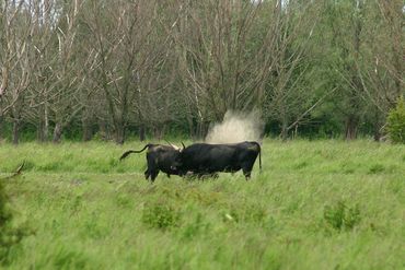 Als imponeren niet helpt, dan rest niets anders dan stevig met de koppen tegen elkaar rammen. Hier vechten drie stieren tegelijk met elkaar een kort maar krachtig duel uit.