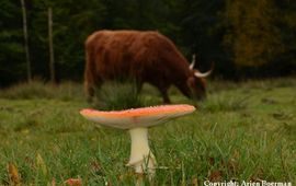 FREE Nature