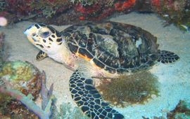 DCNA Hawksbill turtle