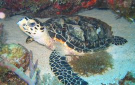 Hawksbill turtle