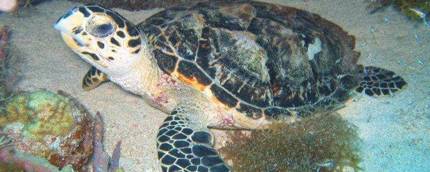 Hawksbill turtle