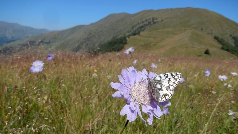 Je kunt ongedetermineerde foto’s meenemen van dagvlinders uit binnen- en buitenland, zoals hier een dambordje uit Georgië