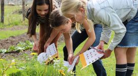 Nationale Bijentelling 2026: Iedereen kan tellen