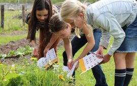 Nationale Bijentelling 2026: Iedereen kan tellen