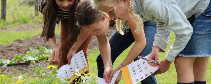 Nationale Bijentelling 2026: Iedereen kan tellen