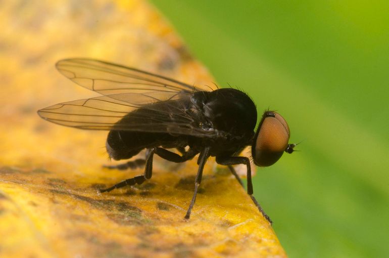 Mannetjes van breedvoetvliegen lijken wel van zwart fluweel, zoals deze parasolzwambreedvoet (Kesselimyia chandleri)