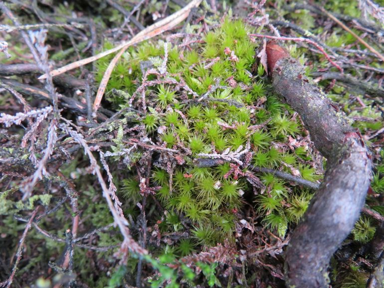 Het zeer zeldzame gekroesd gaffeltandmos is een van de bijzonderheden die te vinden is in oude heide