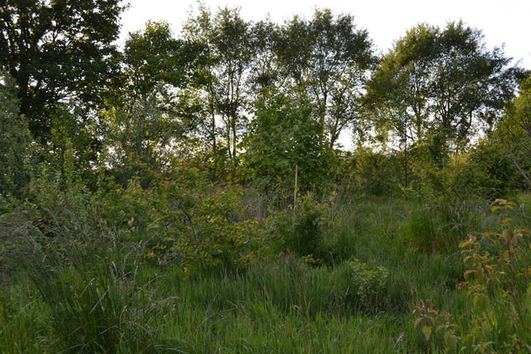 Voedselbos Ketelbroek in Groesbeek