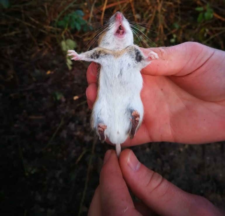 Een aanvullend kenmerk is de gele vlek op de hals die bij de grote bosmuis meestal als een halsband in de breedterichting over de hals loopt