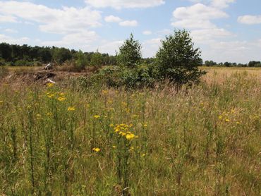 Een gevarieerd landschap als dit is prima leefgebied voor bijvoorbeeld gladde slang en veldparelmoervlinder