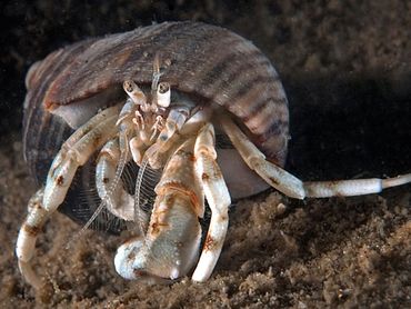 Kleine heremietkreeft, te herkennen aan de grote linkerschaar en aan de geveerde voelsprieten