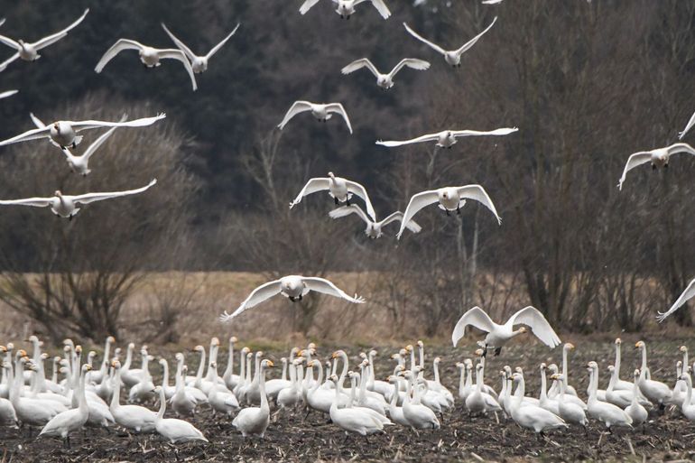 Kleine zwanen, in ons land zijn dit doortrekkers en wintergasten. Ze broeden in het noordpoolgebied