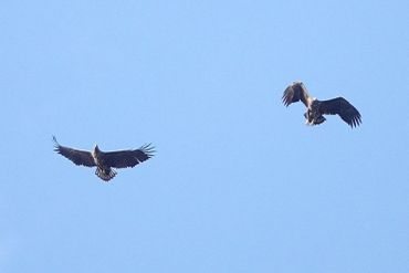 Zeearenden boven de Hoeptuin