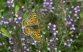 Melitaea cinxia. Veldparelmoervlinder