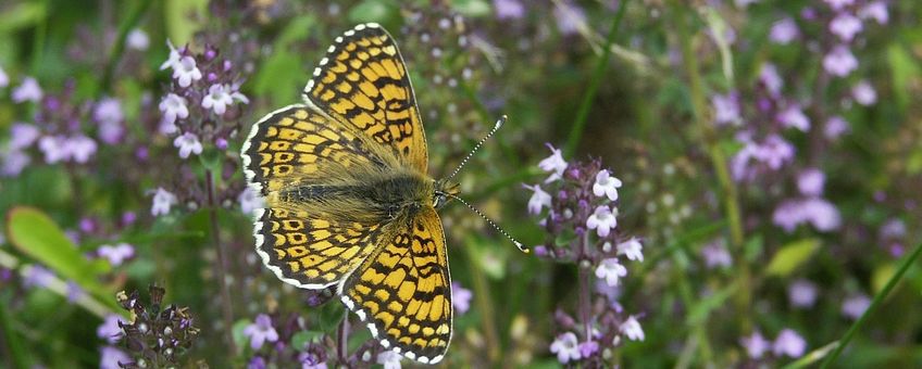 Melitaea cinxia. Veldparelmoervlinder