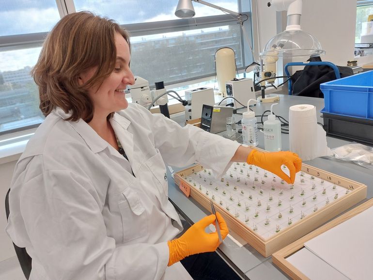 Astrid aan het werk met collectiemateriaal in het laboratorium van Naturalis