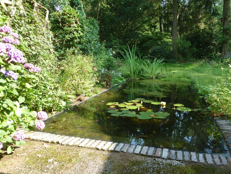 Waterleliebladeren in groene vijver