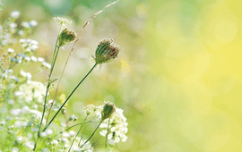 Stockbeeld - Deltaplan Biodiversiteitsherstel Wilde Peen